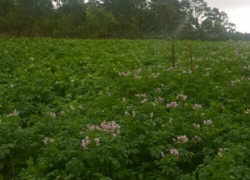 Farm Fresh Foods & Agritourism
