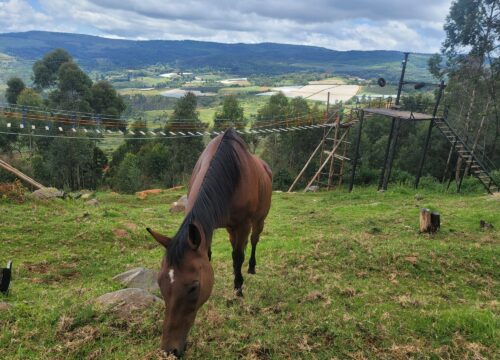 Horse Riding